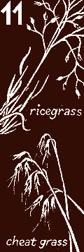 grasses