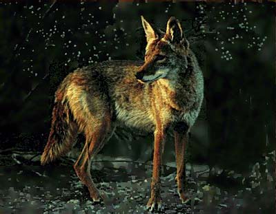 coyote2 picture